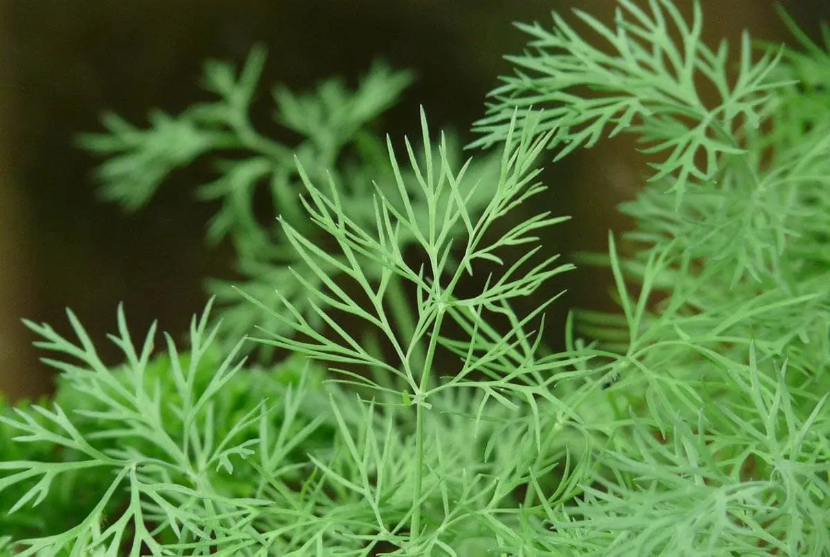 Dill 