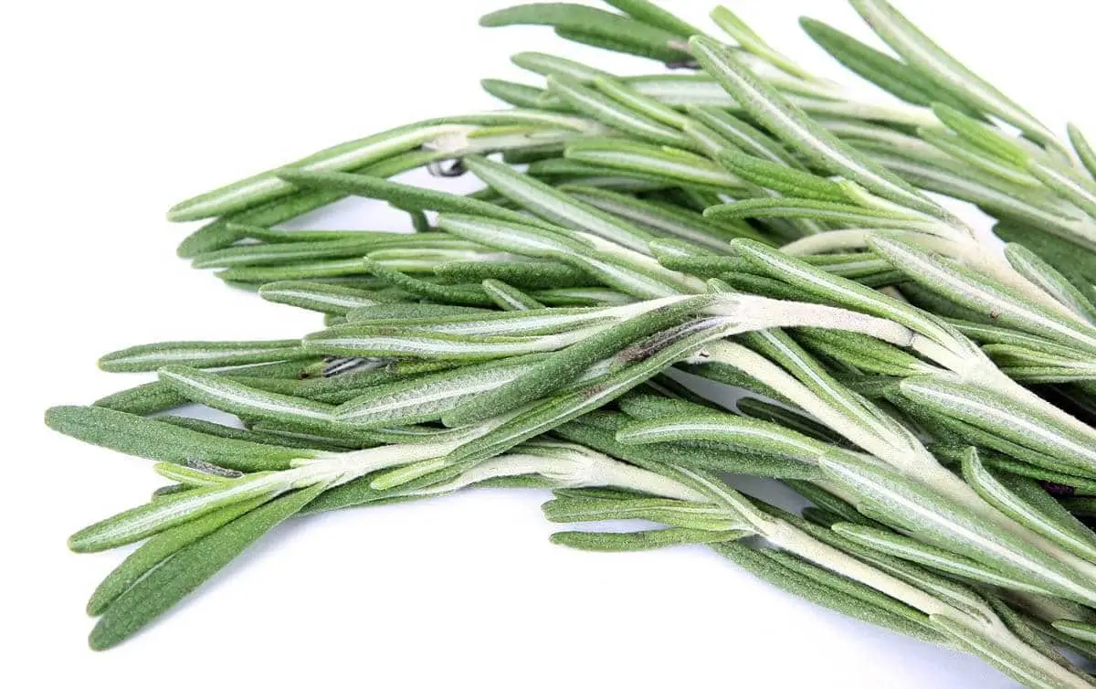 Rosemary