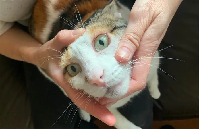 Administering eye medication to cats