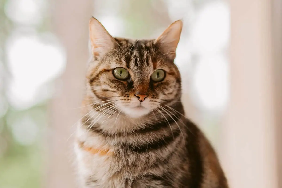 Pyothorax in cats