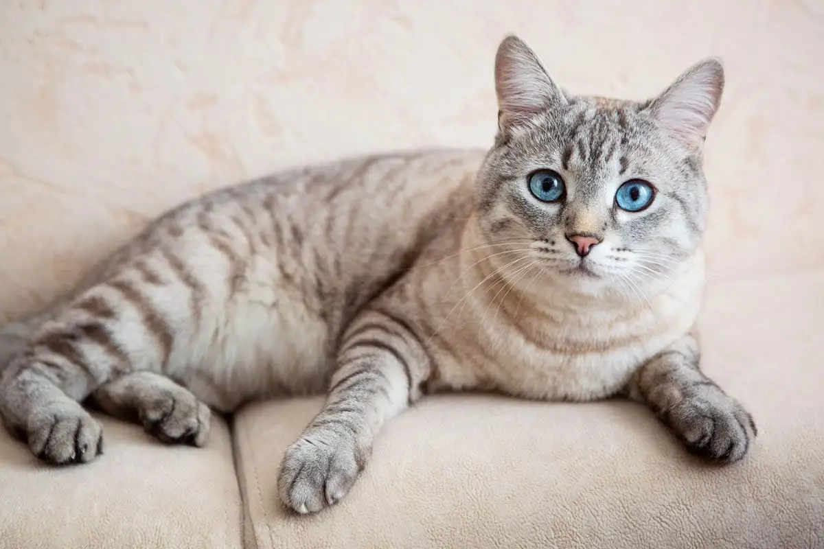 Acromegaly in cats