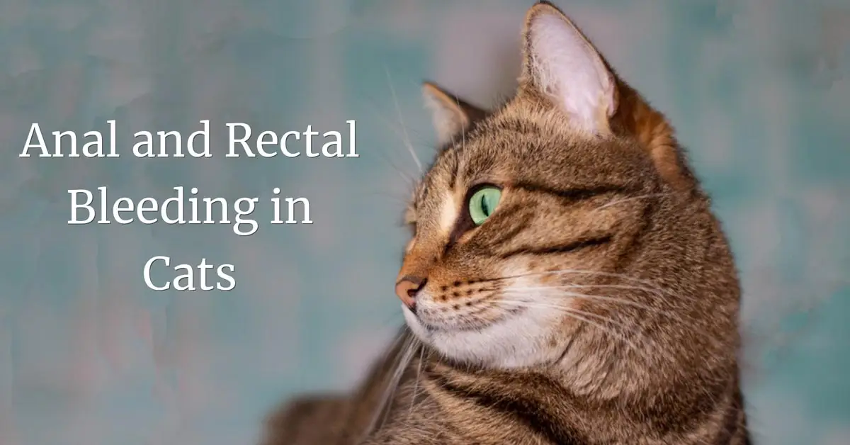 Anal and rectal bleeding in cats