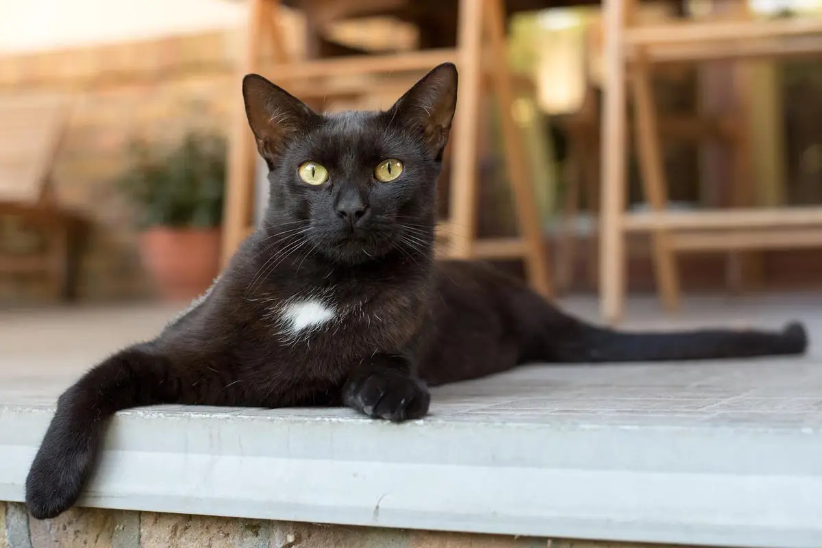 Hipertiroidismo (treotoxicosis) en gatos