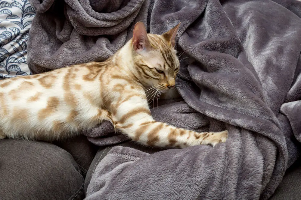 Cats kneading and biting