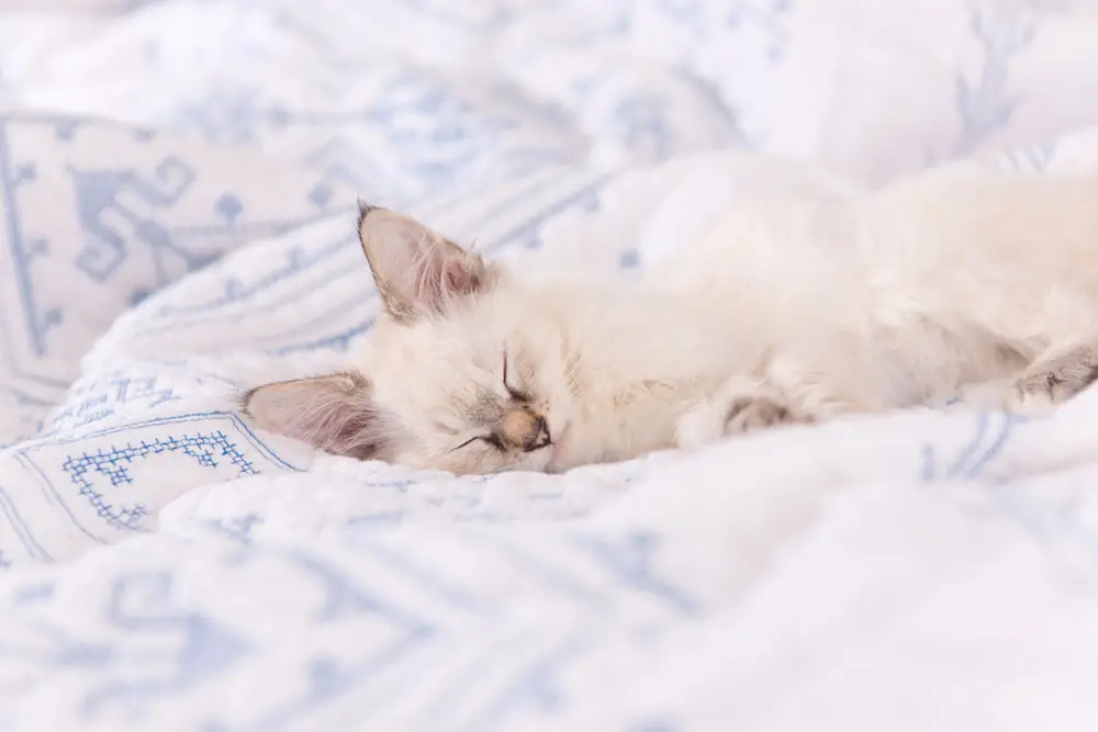 cat biting and kneading blankets