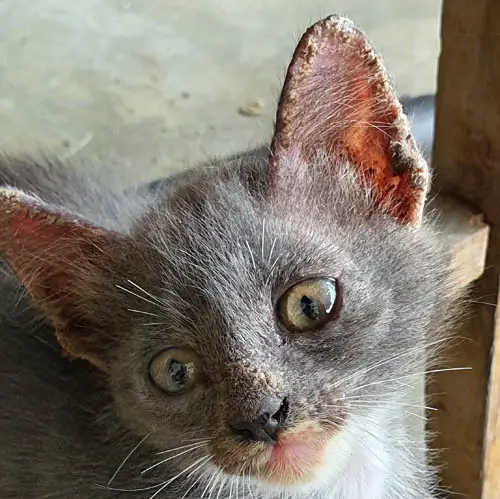 Scabs on the ears of a kitten with mites