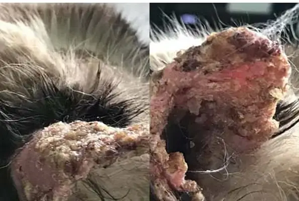 Pemphigus on a cat