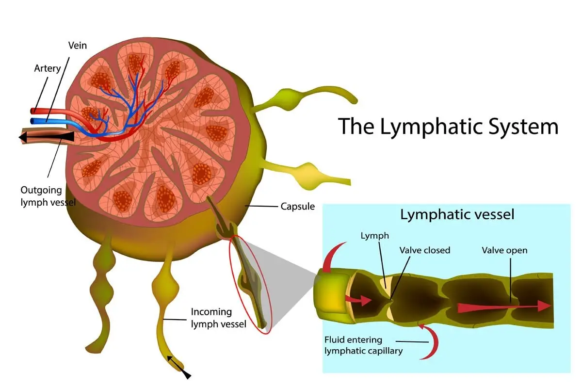 Lymphatic system