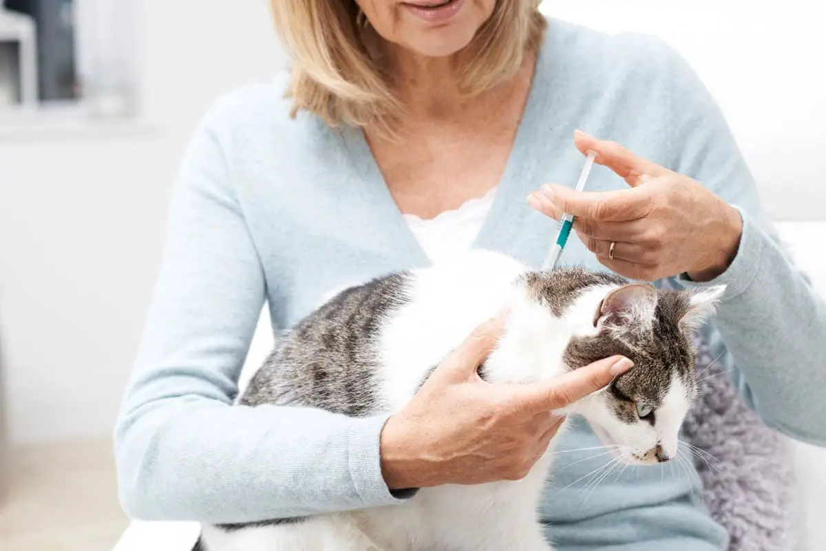 Adverse reaction to cat flea products