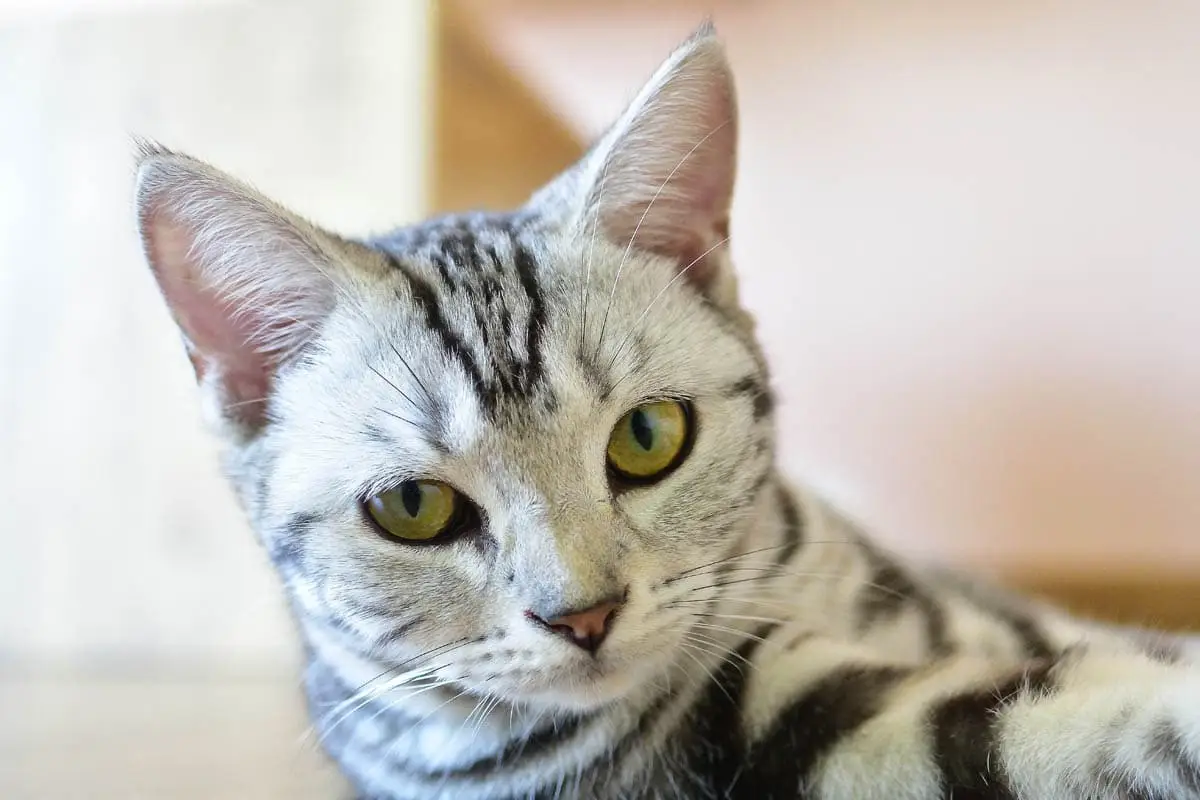 Anæmi Infectious Cats (Diblism)