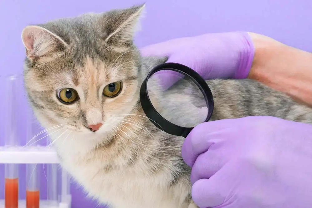 my cat still have worms after deworming