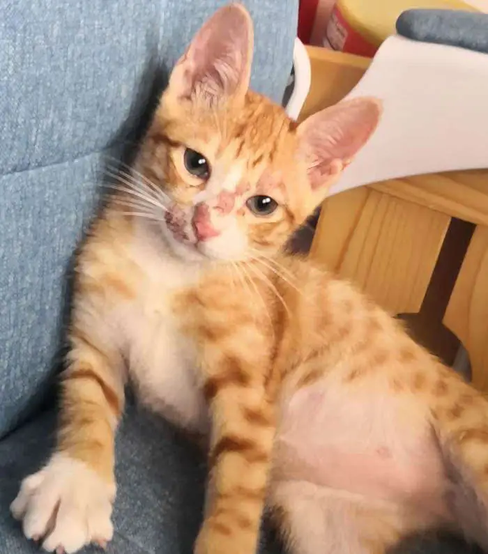 Close up of a rash on the skin of the cat
