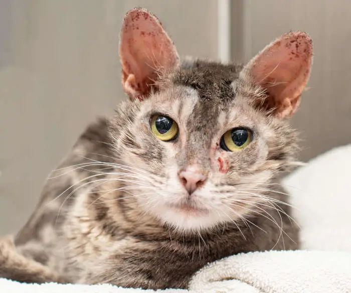mange in a tabby cat