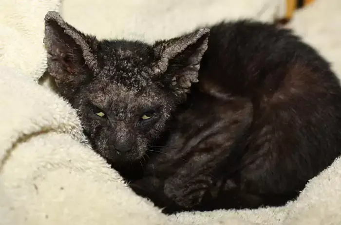 Feline scabies