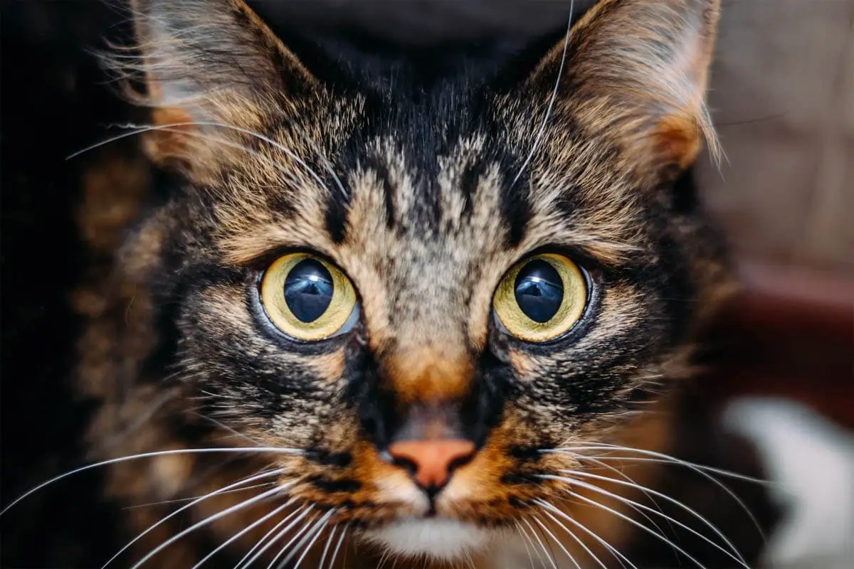 Glykogenspeichererkrankung bei Katzen