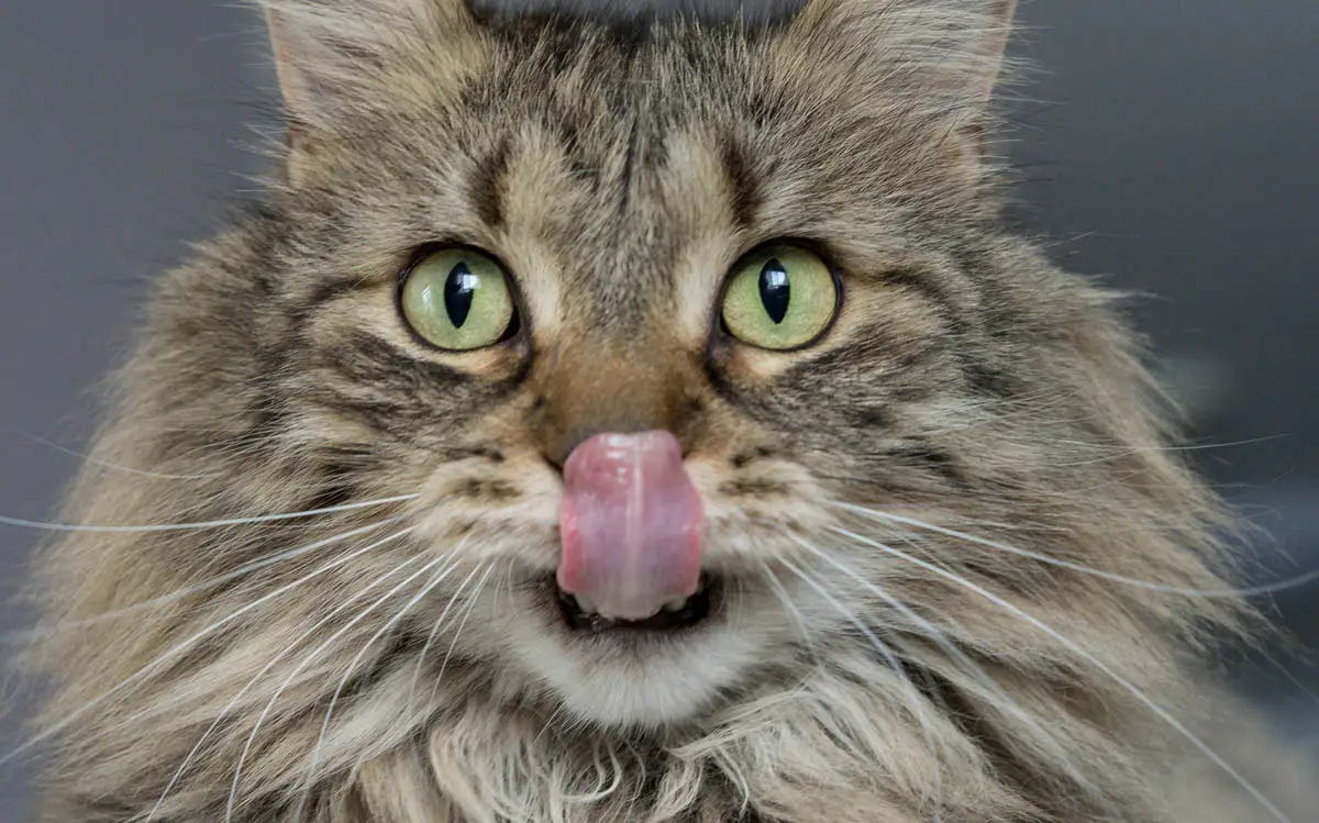 Úlceras bucales en gatos