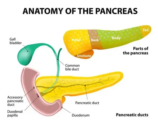 Anatomy of the pancreas