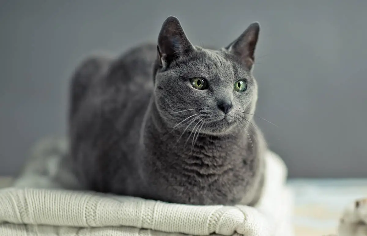 Flagyl (metronidazol) para gatos