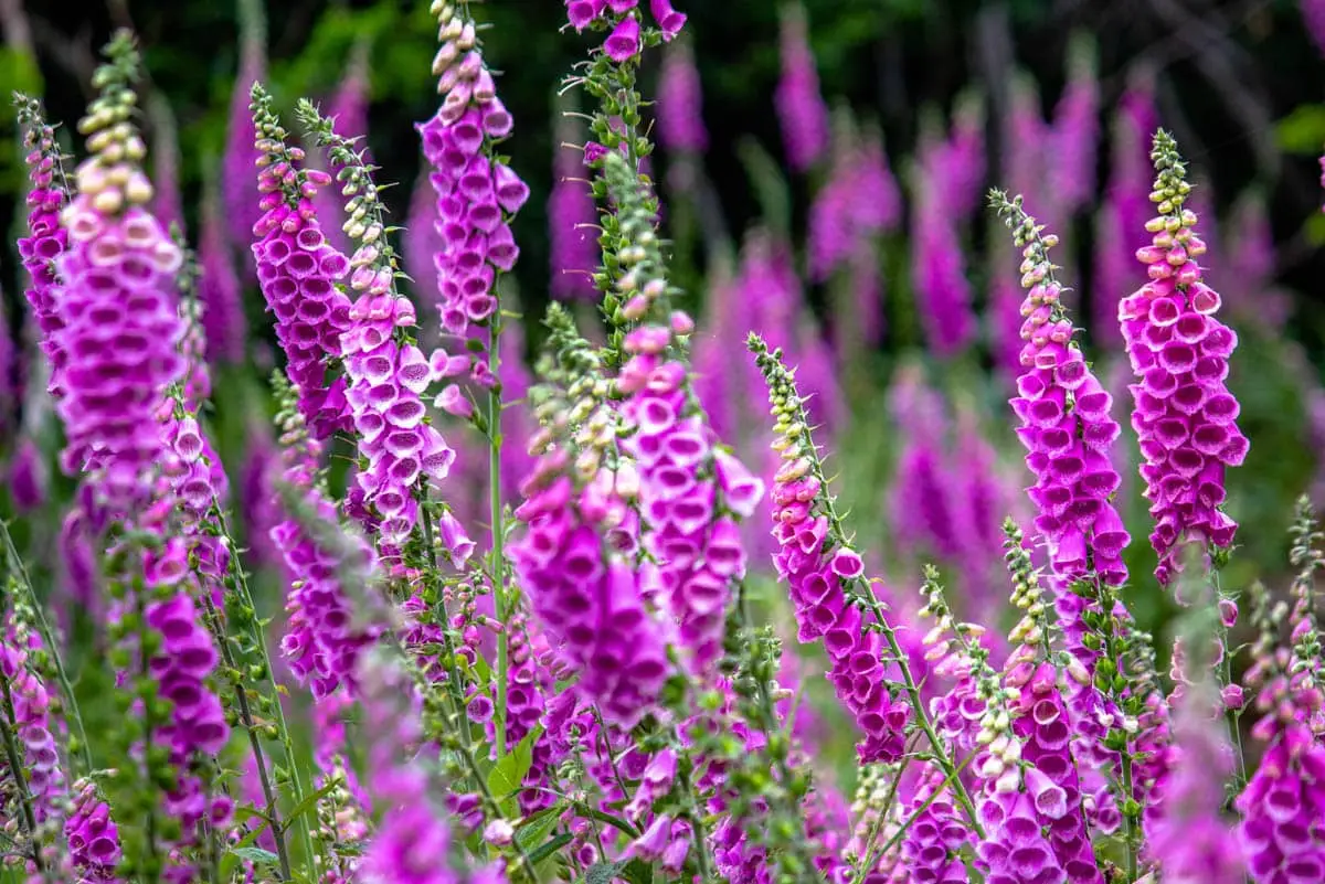 Toto je jedovatý FoxGlove (Digitalis)