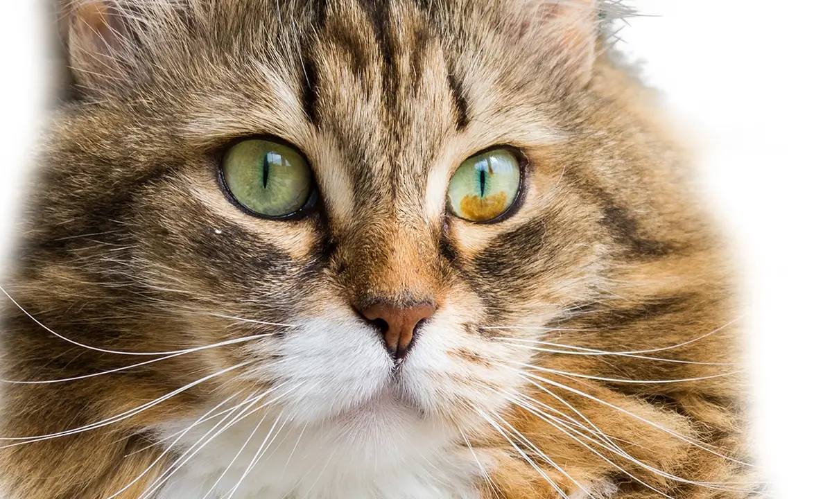 Brown spots in cat