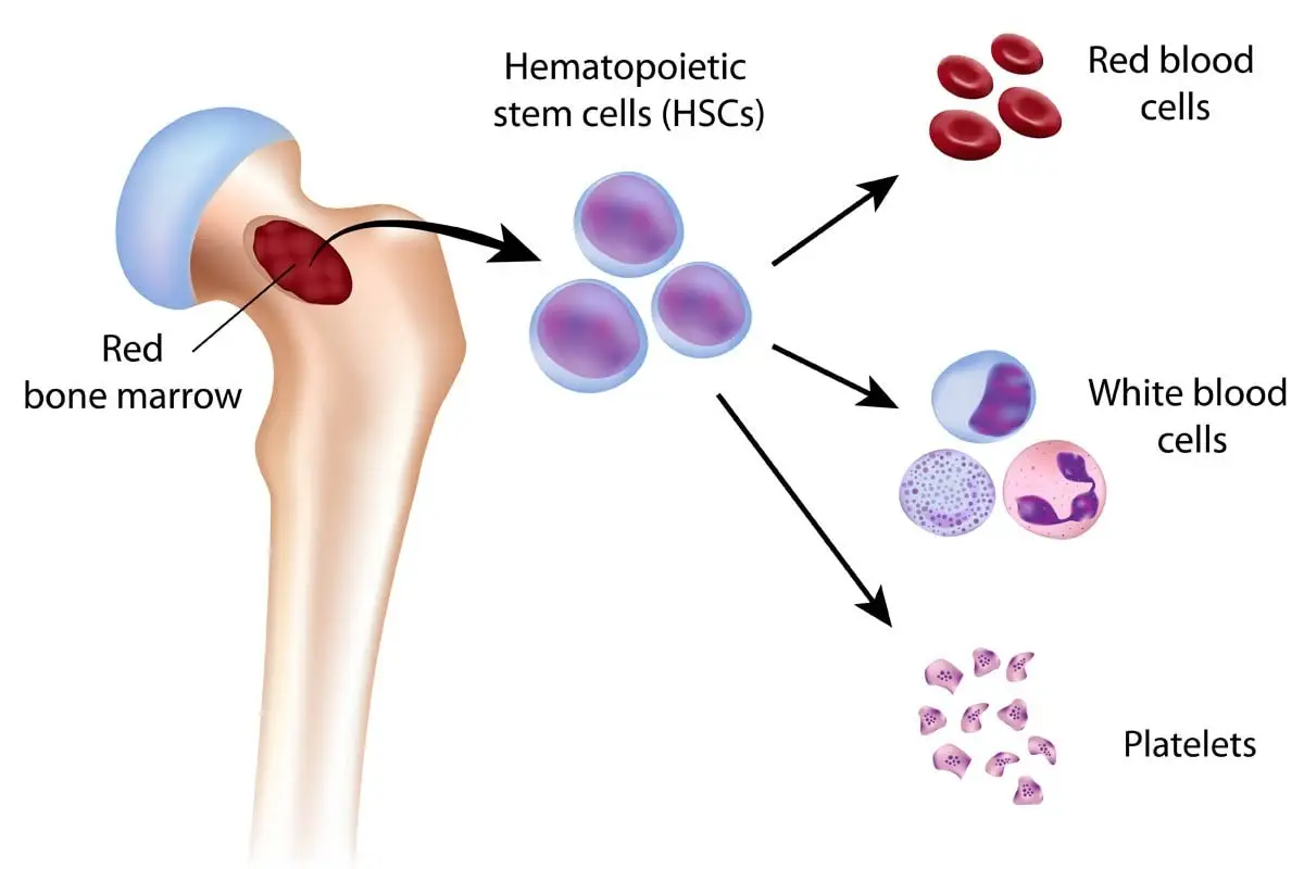 Blood cell production