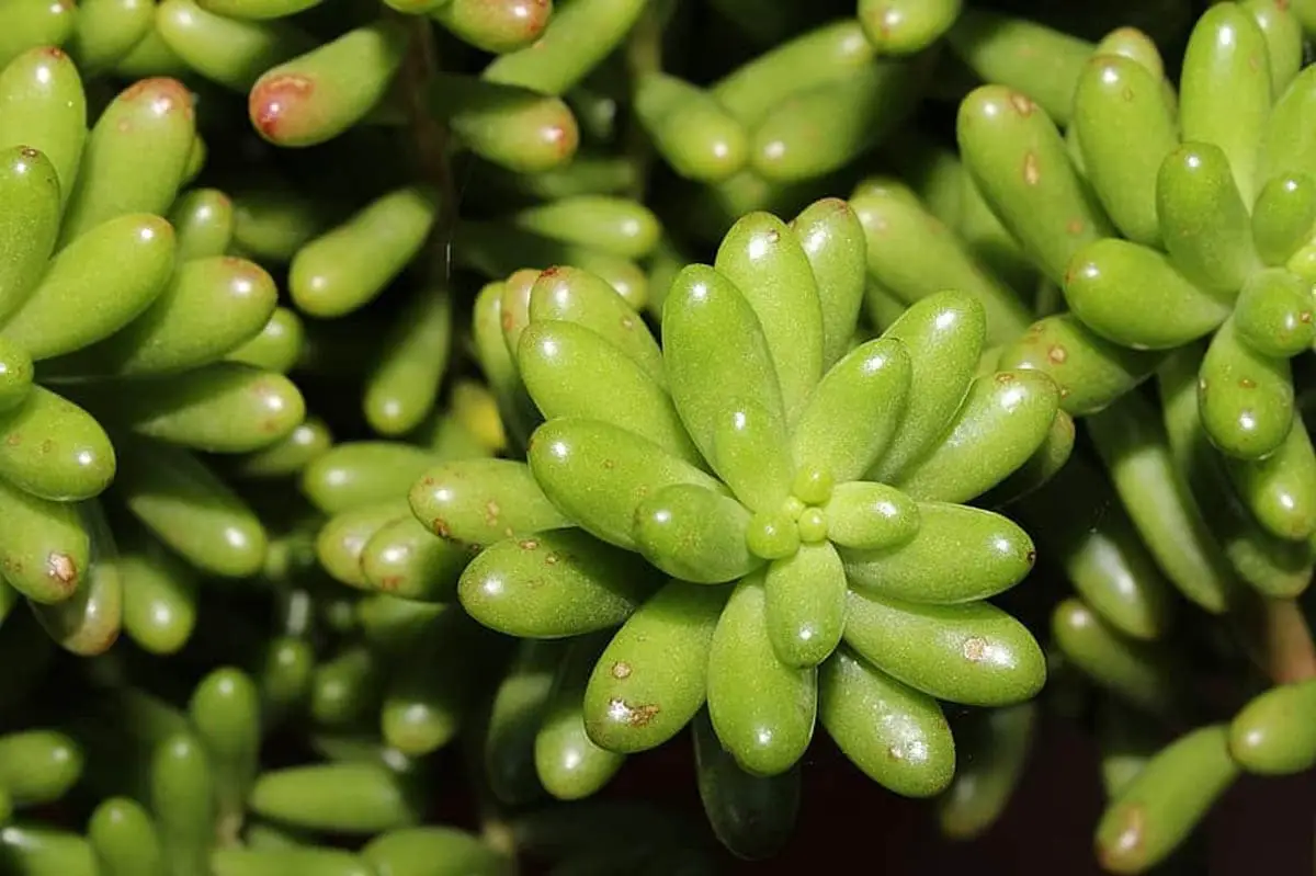 Sedum