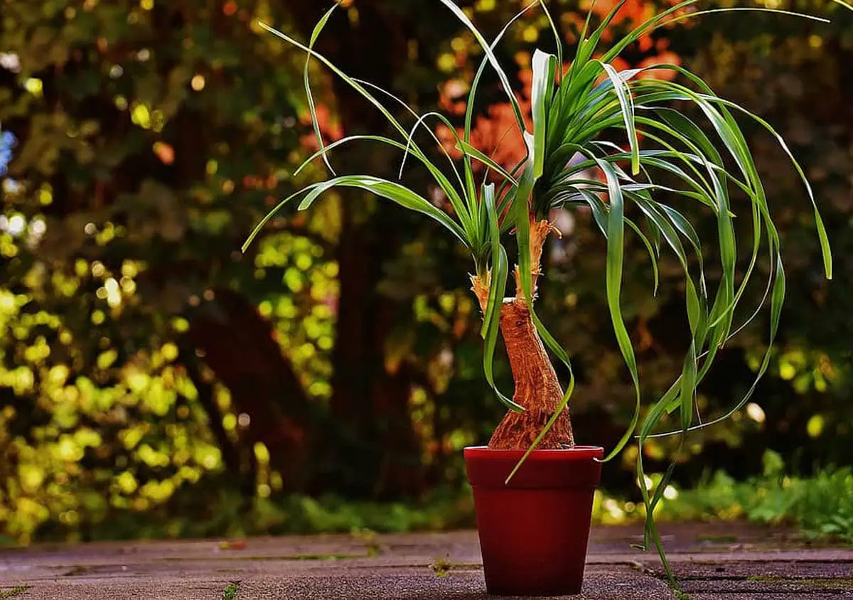 Ponytail palm