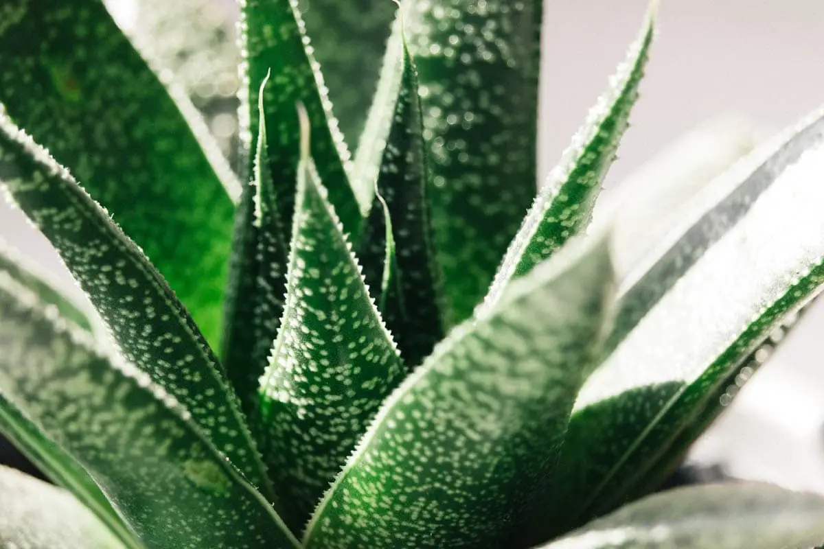 Haworthia