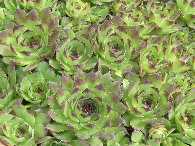 Houseleeks
