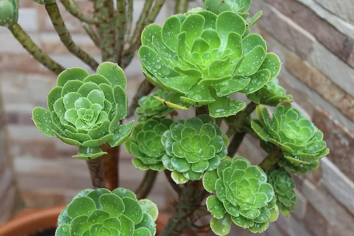 Aeonium