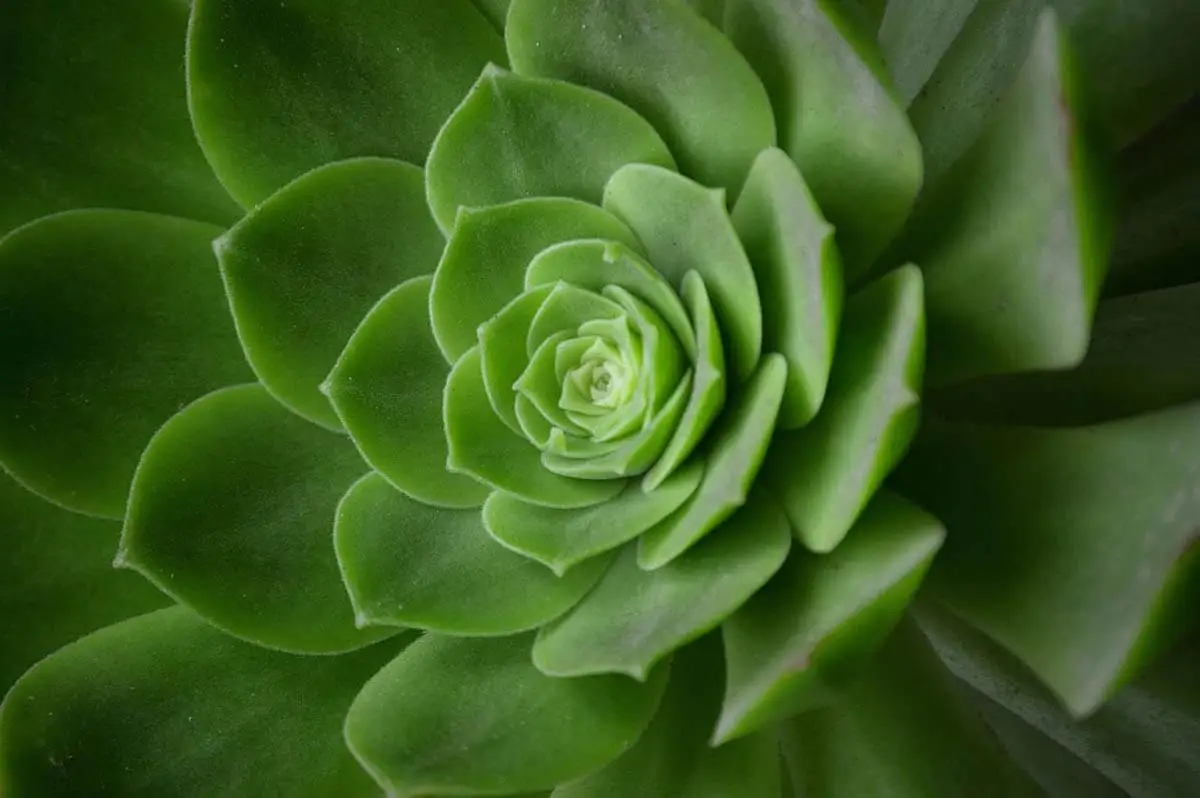 Echeveria
