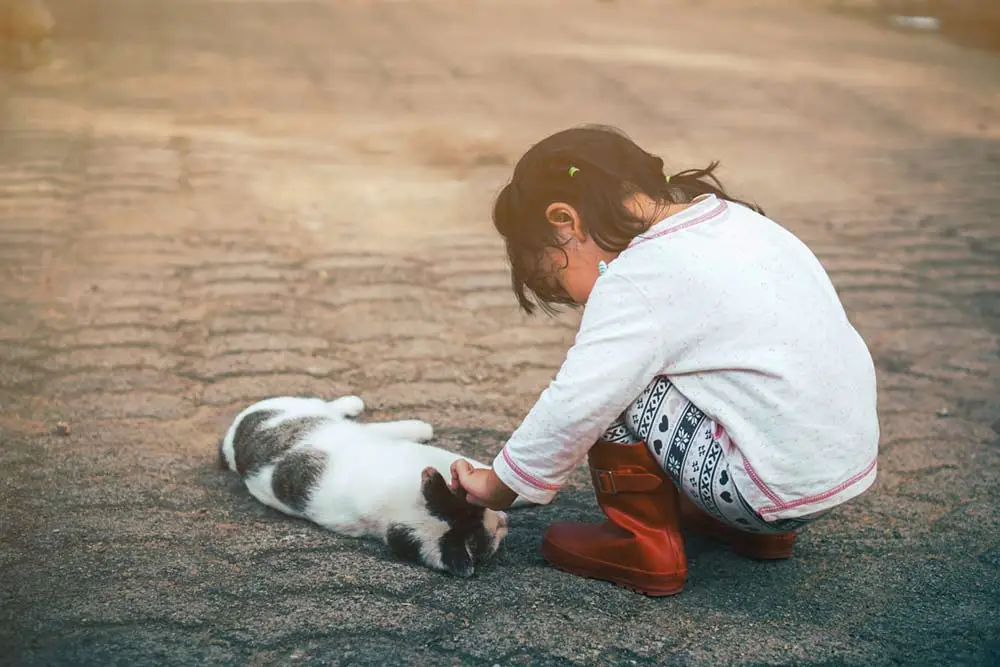 Wie man den Katzenverlust behandelt