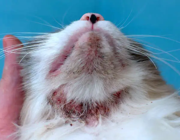 example allergies skin disease on a chat
