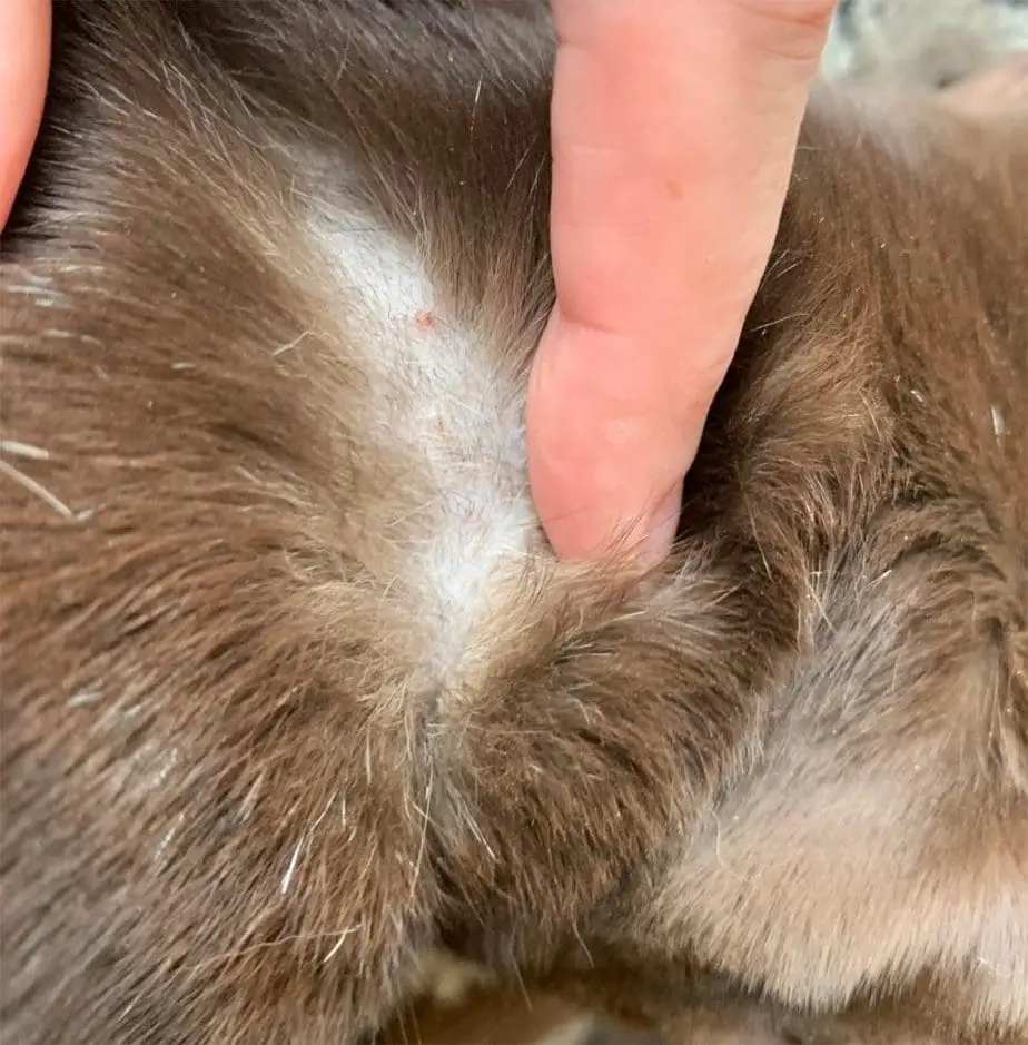Allergic reaction to a collar on a cat