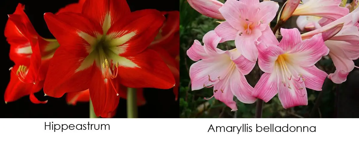 Hippeastrum vs Amaryllis belladonna
