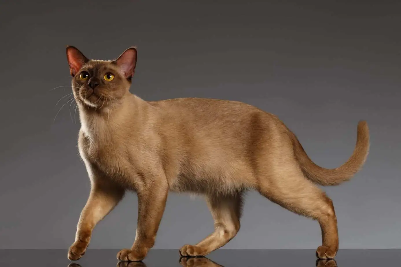 Chocolate Burmese cat