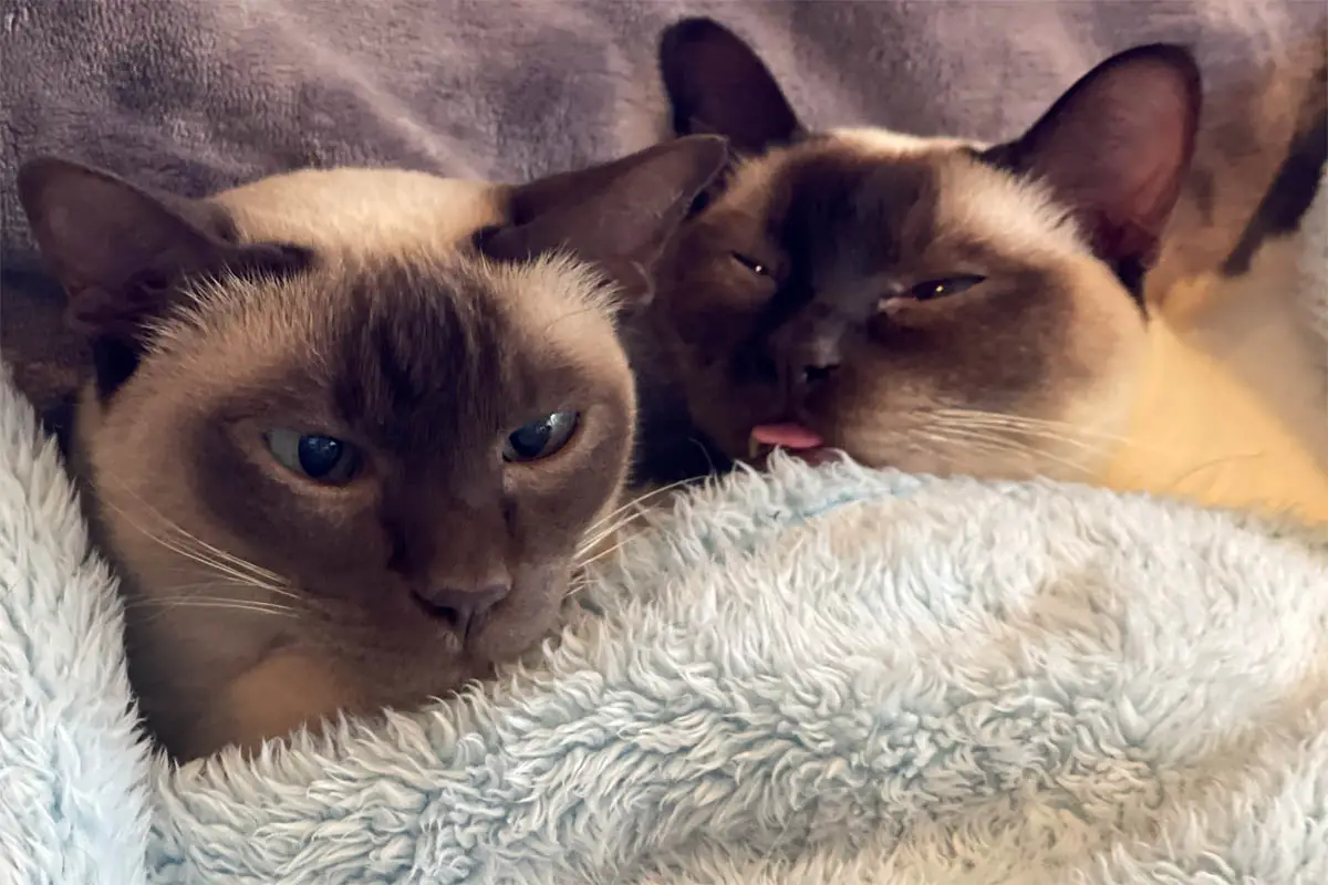 Tonkinese cats