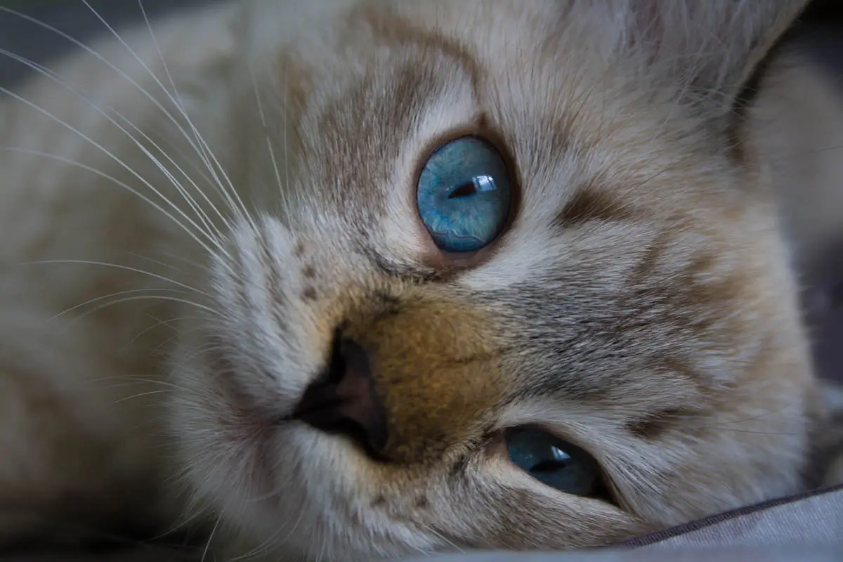 Congestive heart failure in cats