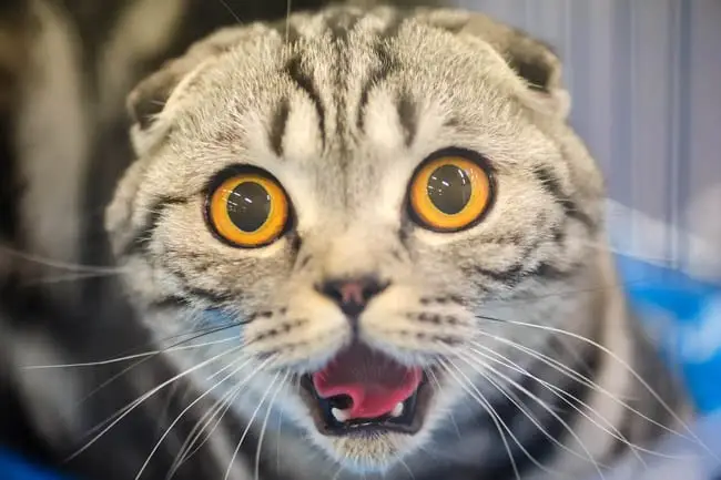 Panting in cats