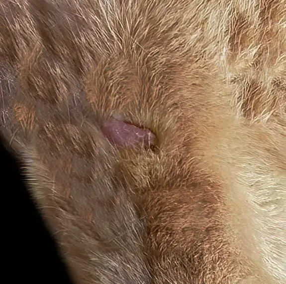 wart on cat