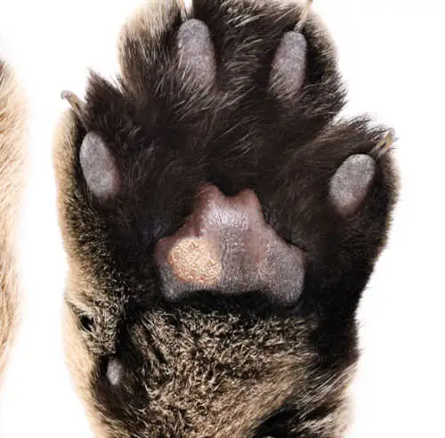 wart under a cat