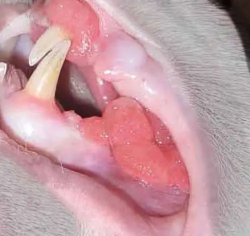 warts in cat mouth