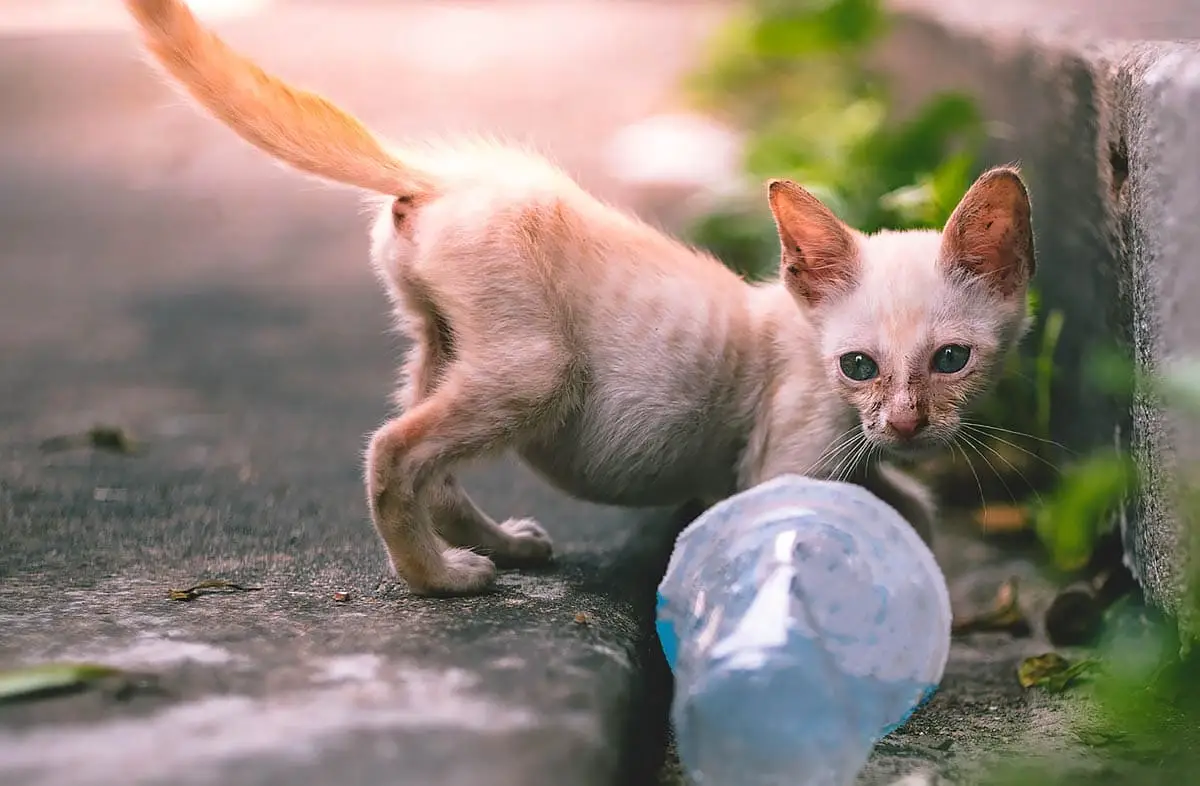 Kitten with a pot belly