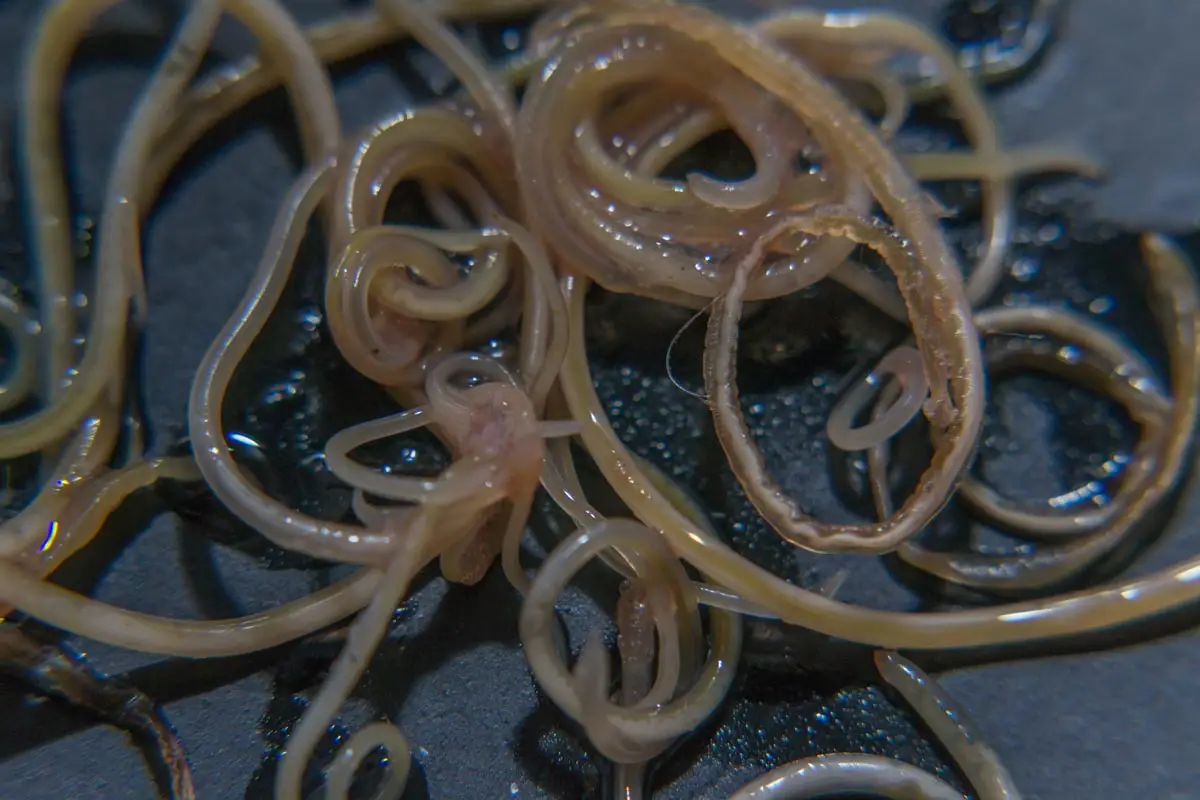 Cat roundworms