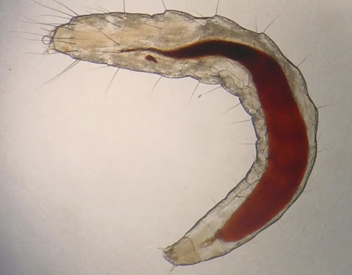 Flea larvae