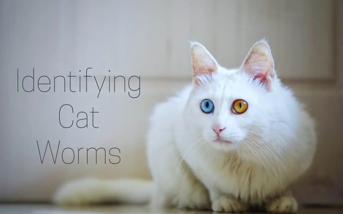 ¿Cómo son los gusanos de gatos ordinarios?
