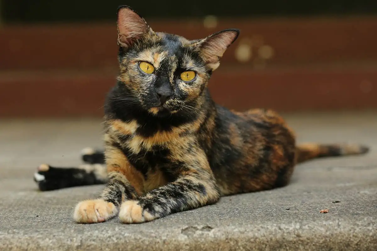 Torbie vs tortie cat