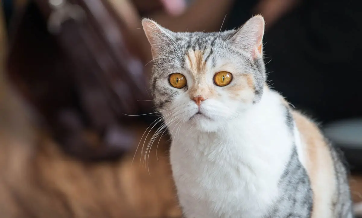 American Wirehair breed profile