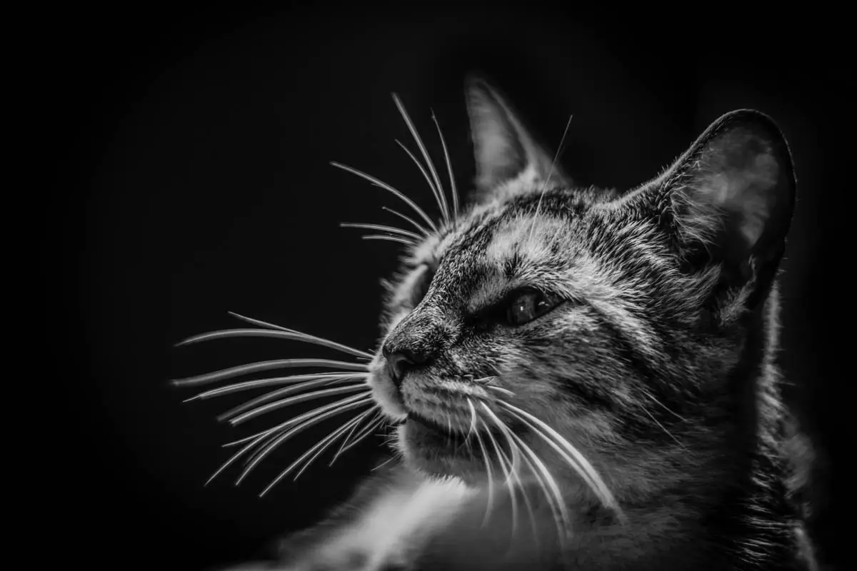 Токсичен ли е залезът за котките?