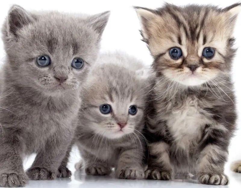 runt with sibling kittens